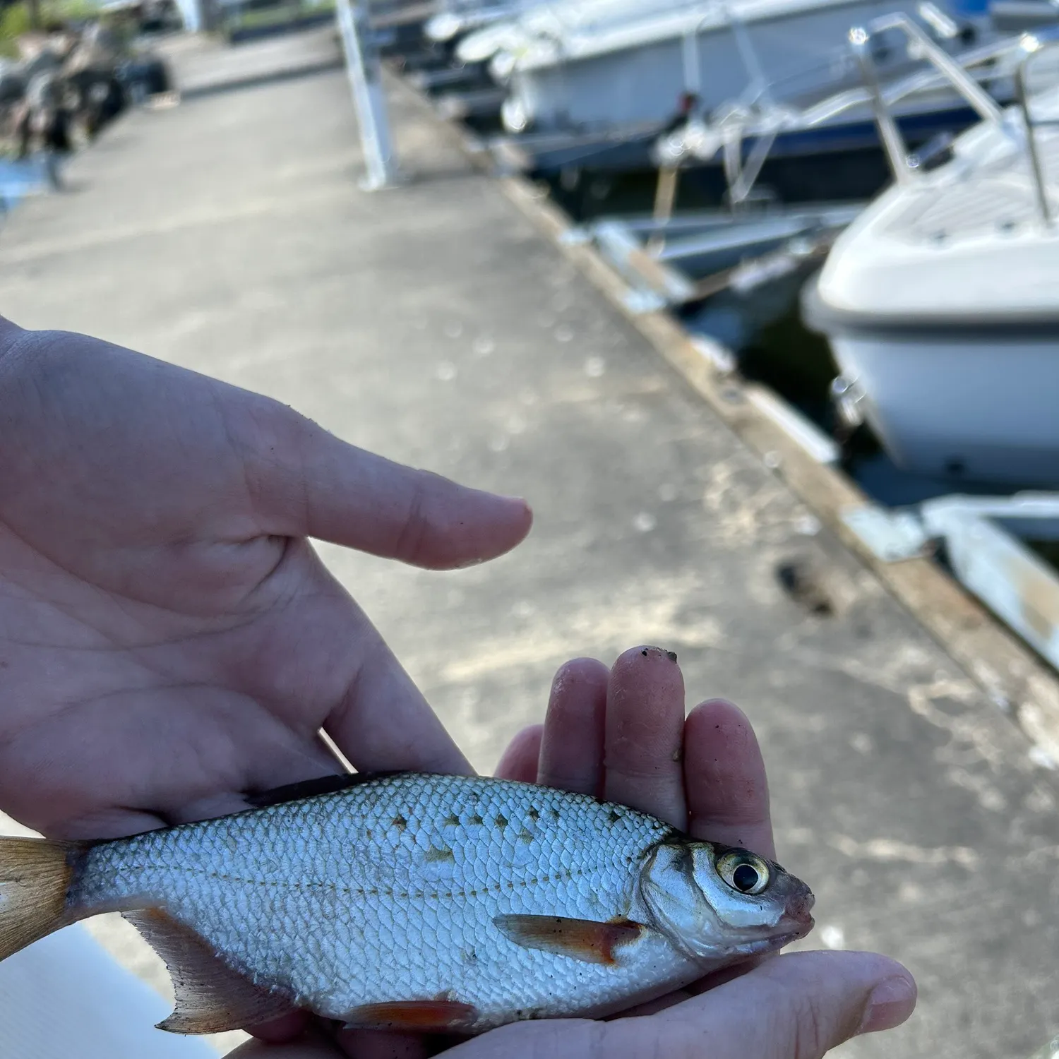 White bream caught on Fishbrain