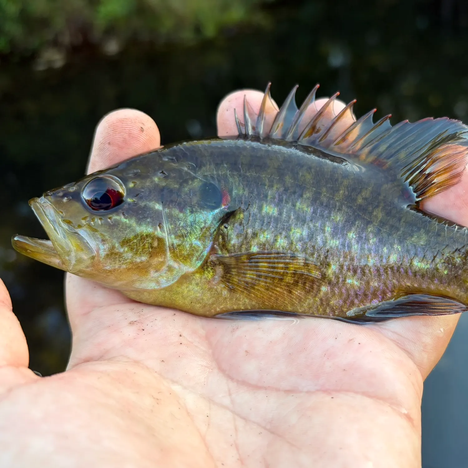Warmouth caught on Fishbrain