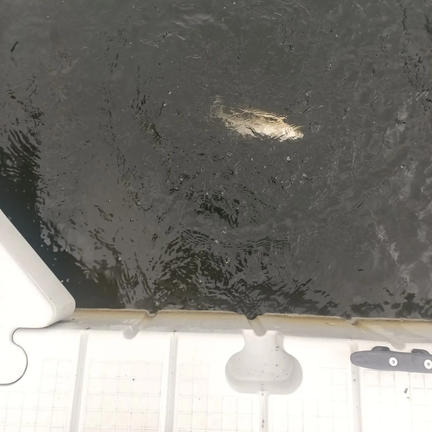 Rainbow trout caught on Fishbrain