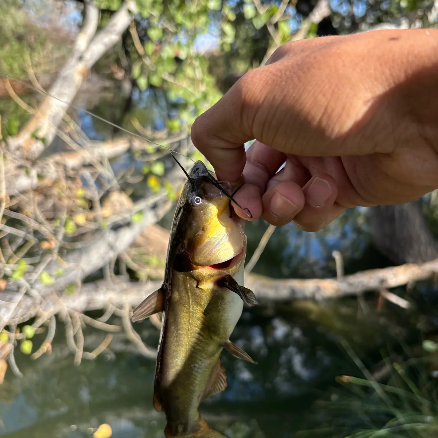 Black bullhead caught on Fishbrain