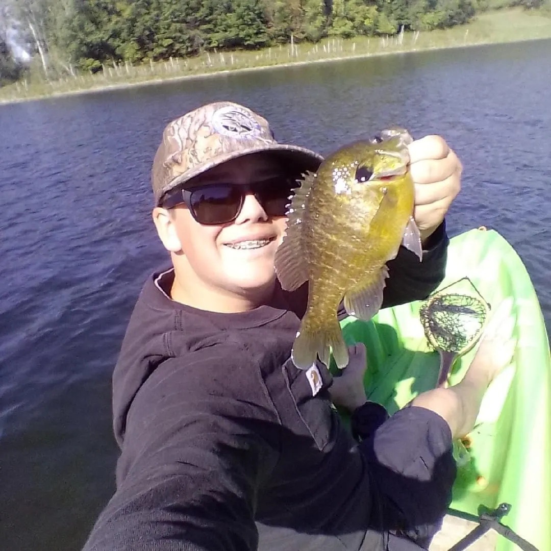 Greengill hybrid caught on Fishbrain