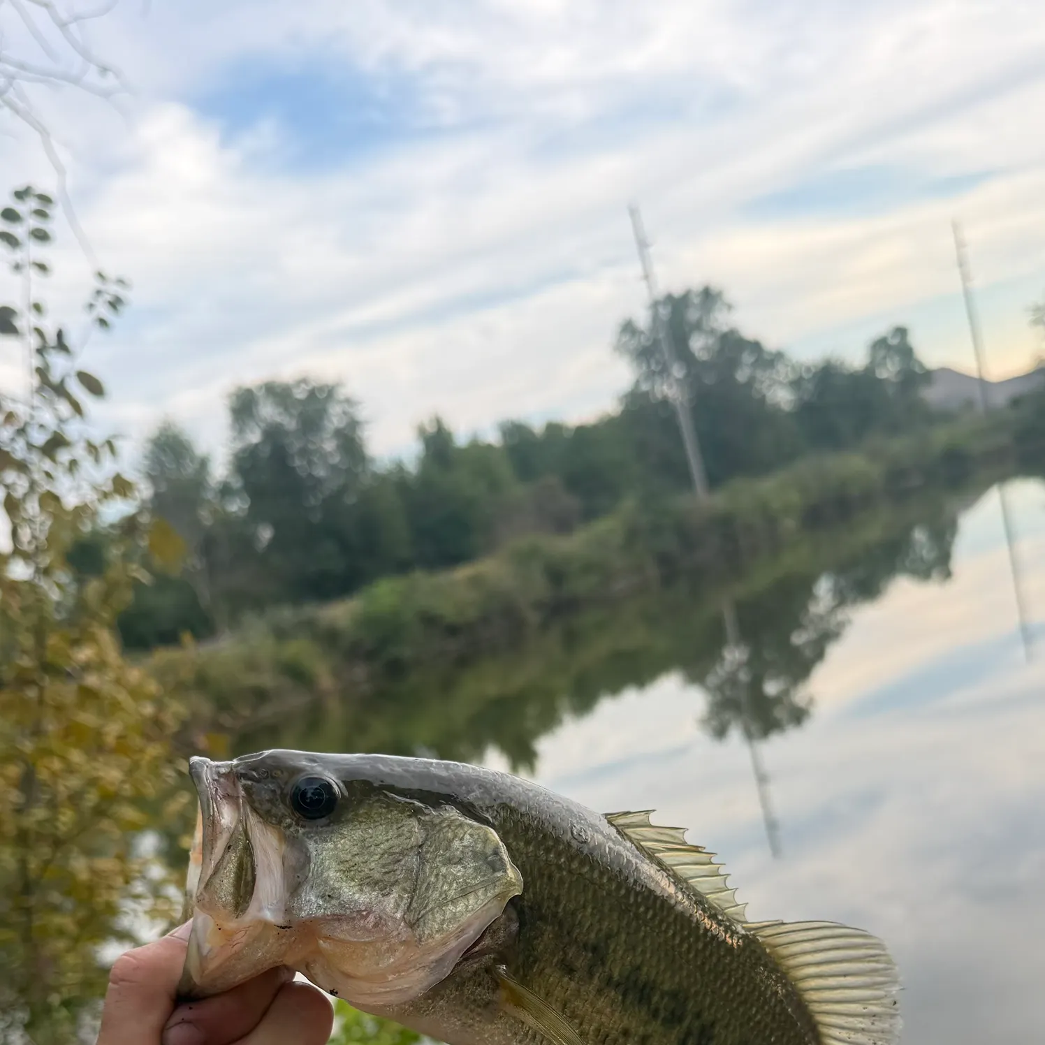 Largemouth bass caught on Fishbrain