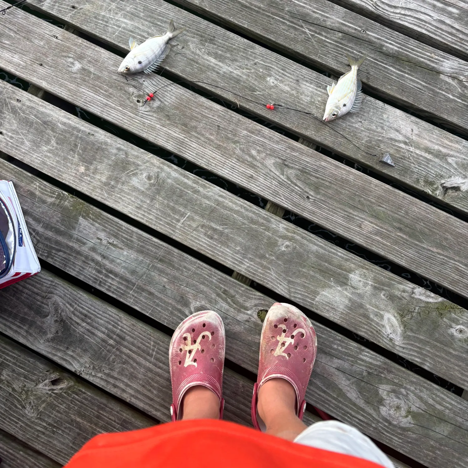 Pinfish caught on Fishbrain