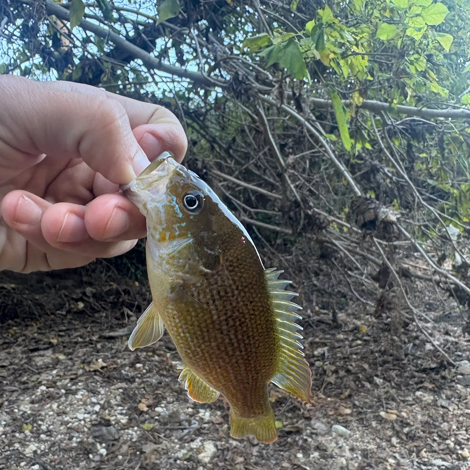Green sunfish caught on Fishbrain