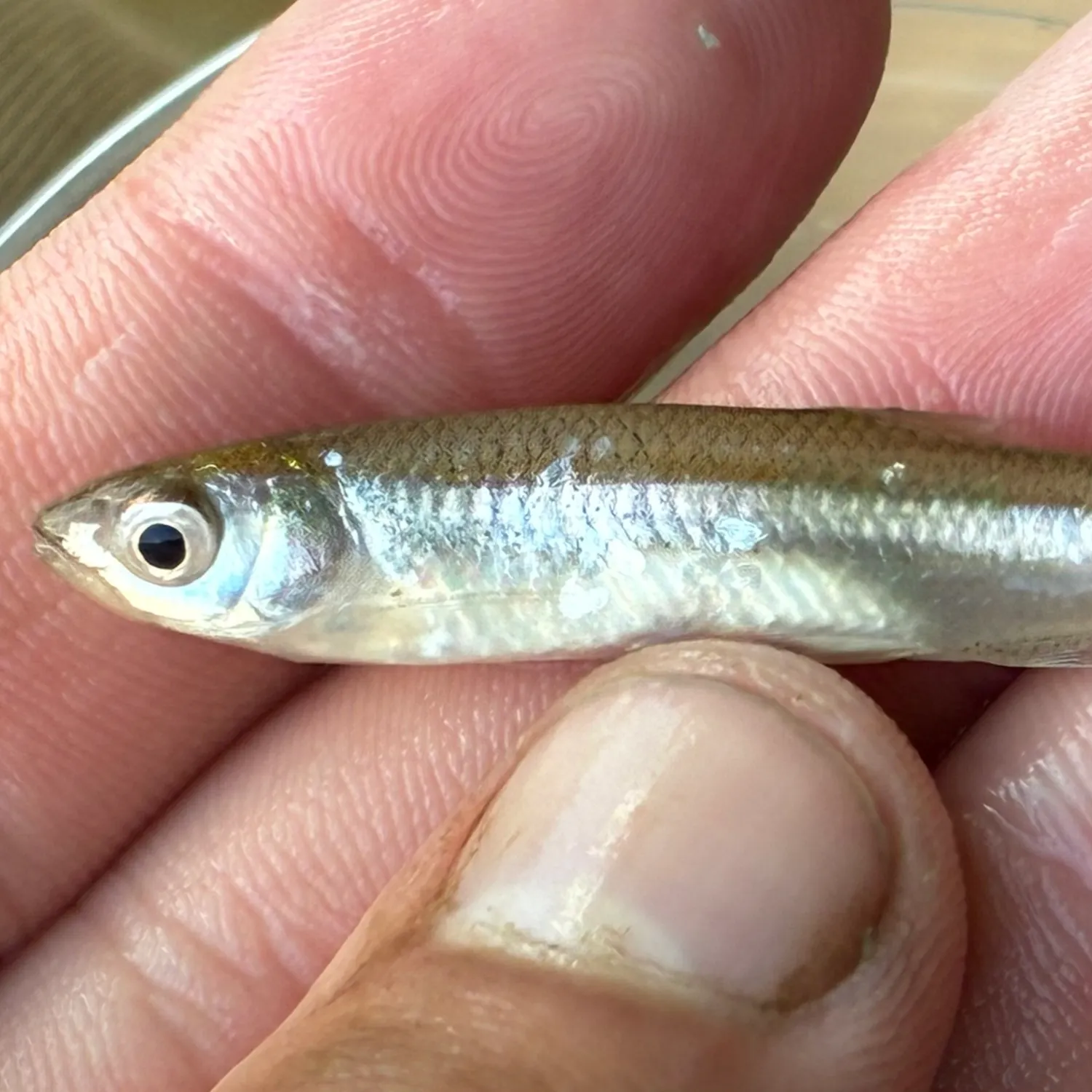 The most recent Emerald shiner catches on Fishbrain