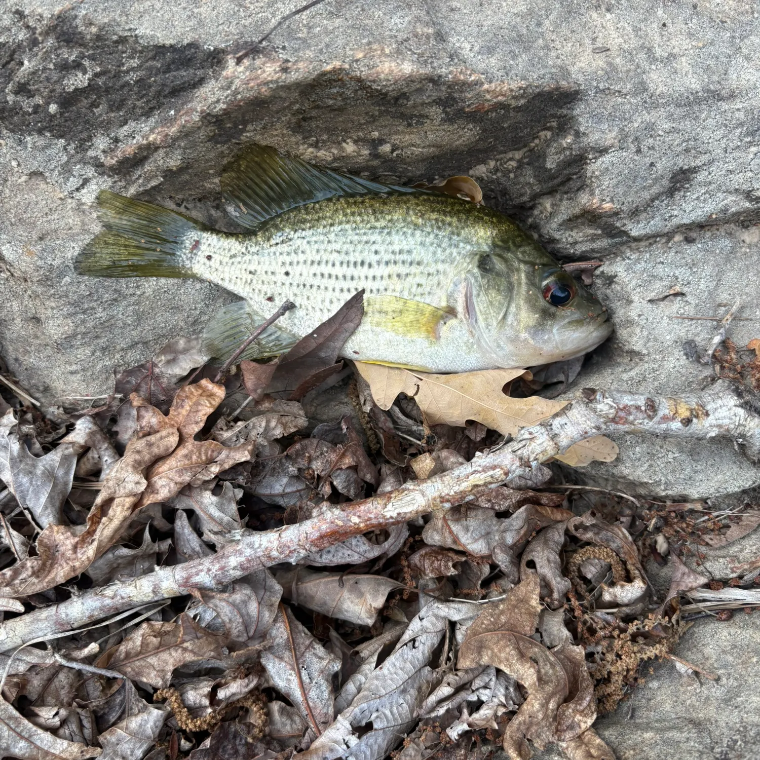 The most recent Roanoke bass catches on Fishbrain