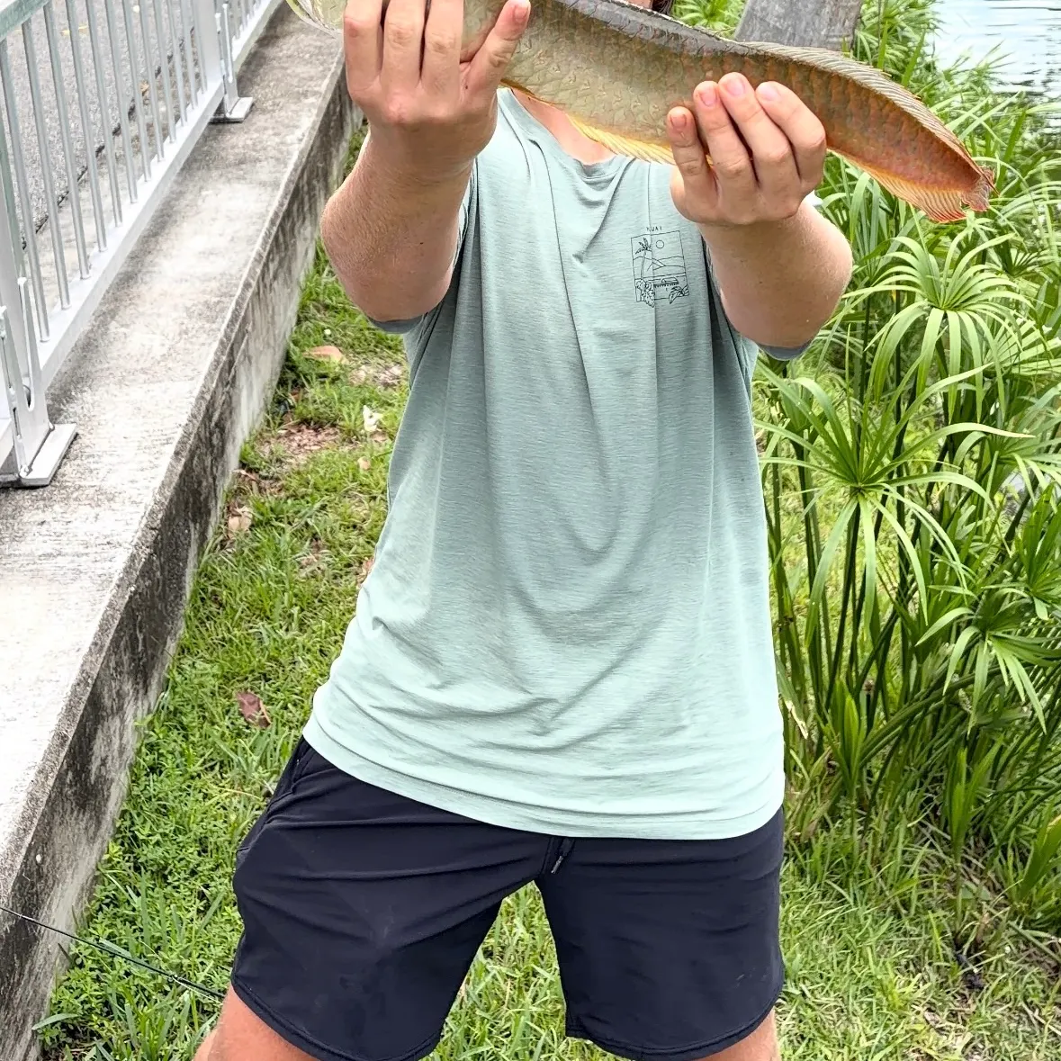 The most recent Silver arowana catches on Fishbrain