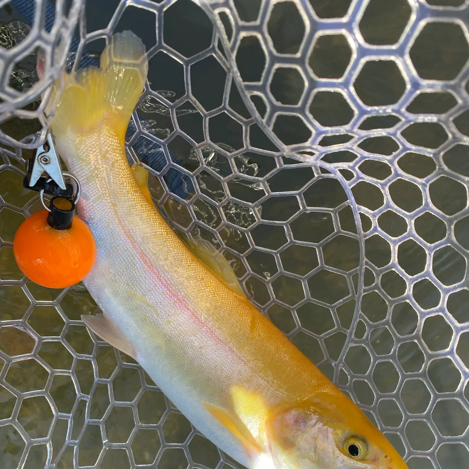Golden rainbow trout caught on Fishbrain