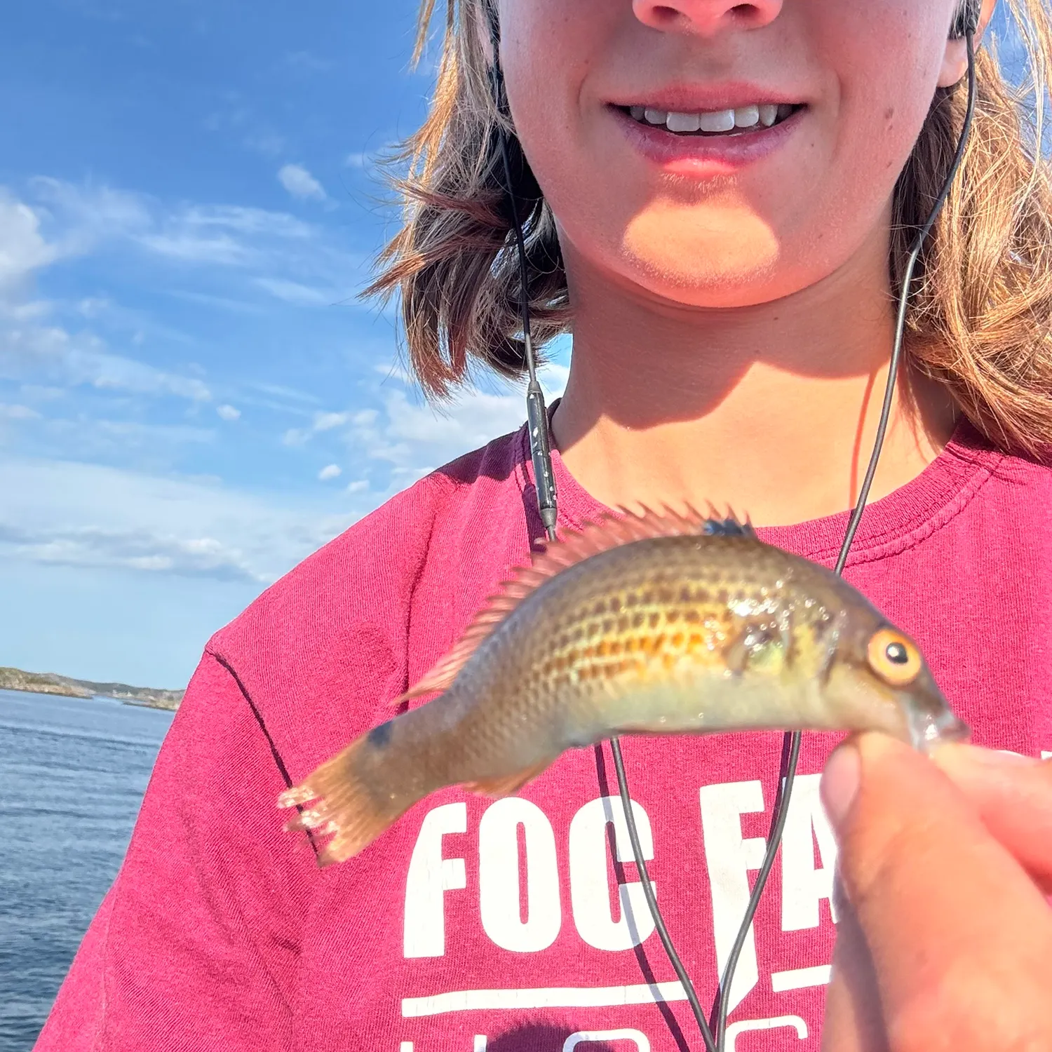 The most recent Goldsinny wrasse catches on Fishbrain