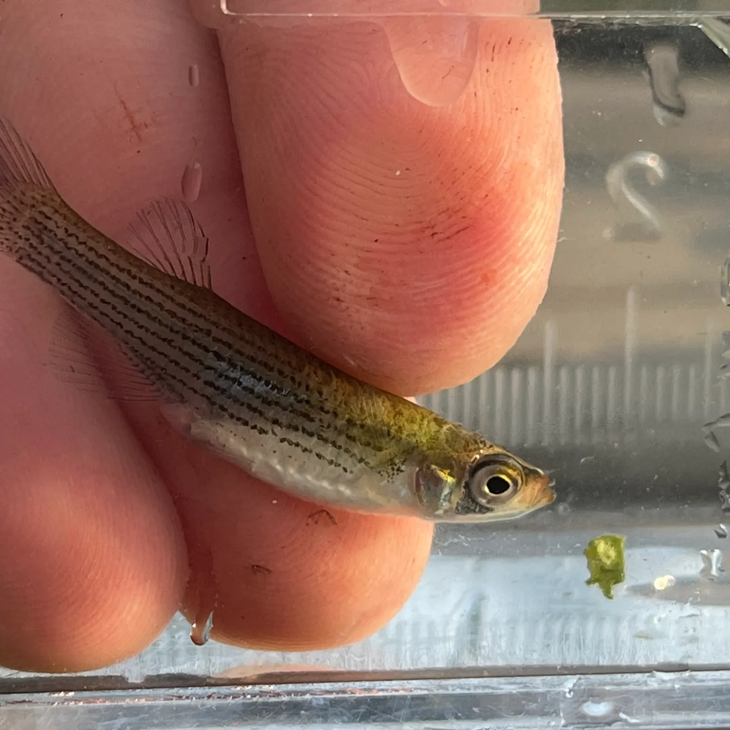 The most recent Western starhead topminnow catches on Fishbrain