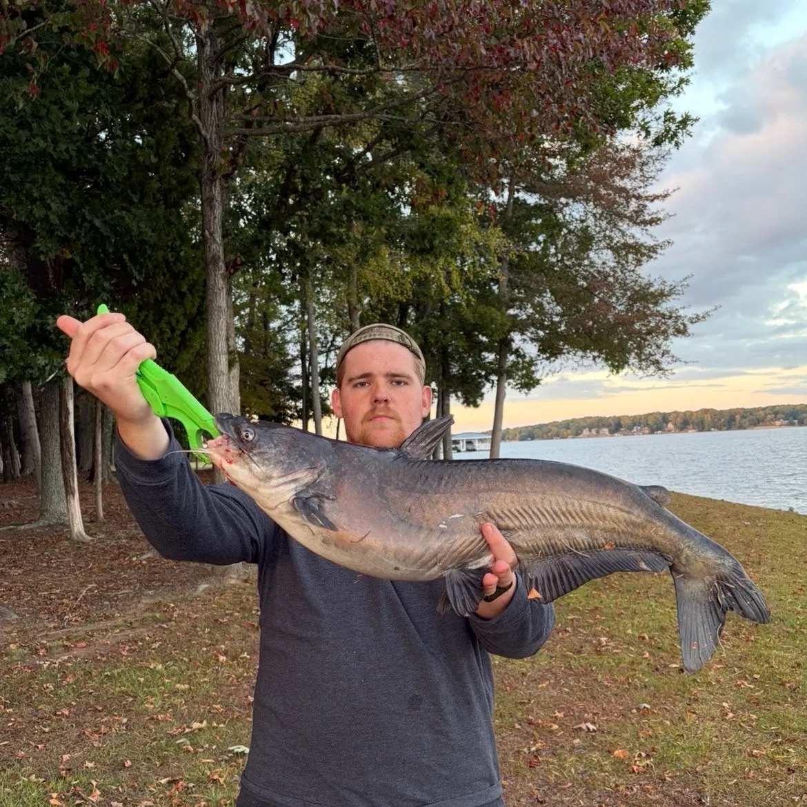 Blue catfish caught on Fishbrain