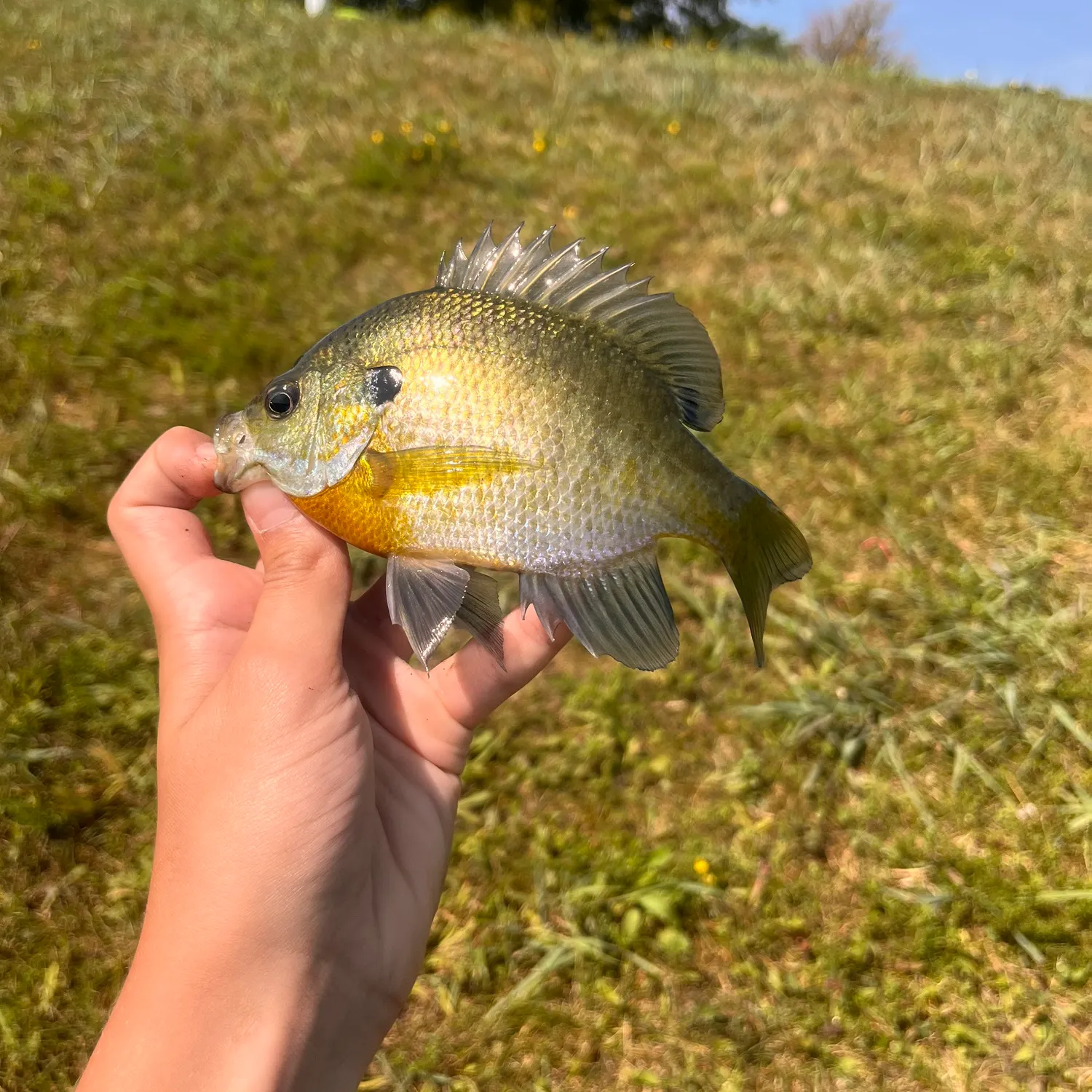 Bluegill caught on Fishbrain