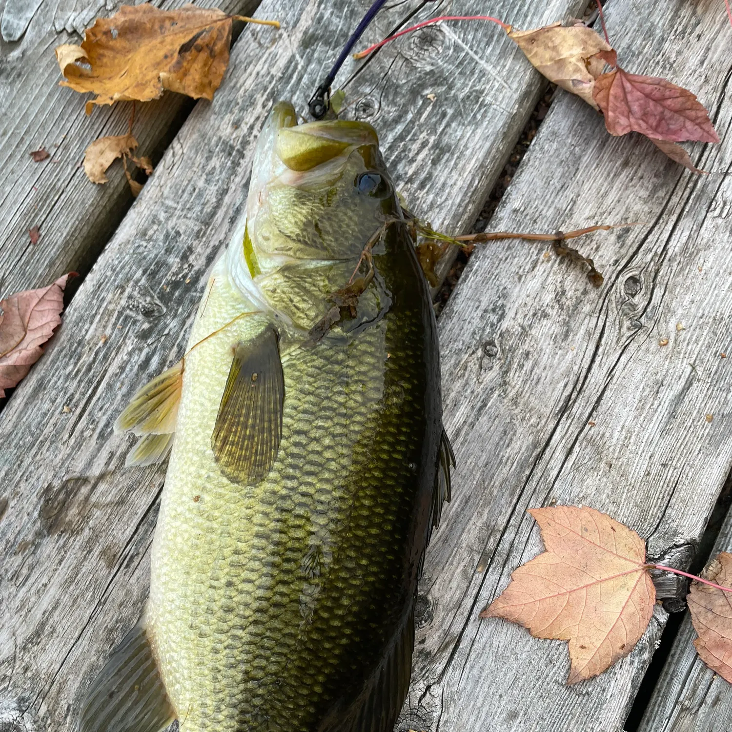 The most recent Smallmouth bass catches on Fishbrain