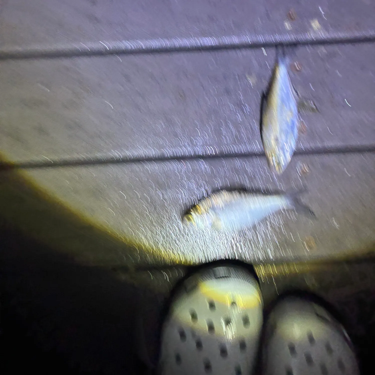 The most recent American gizzard shad catches on Fishbrain