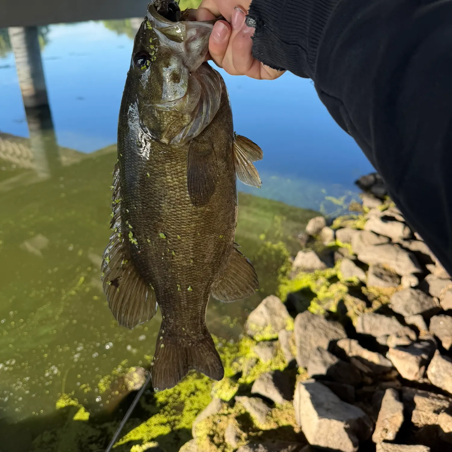 Smallmouth bass caught on Fishbrain