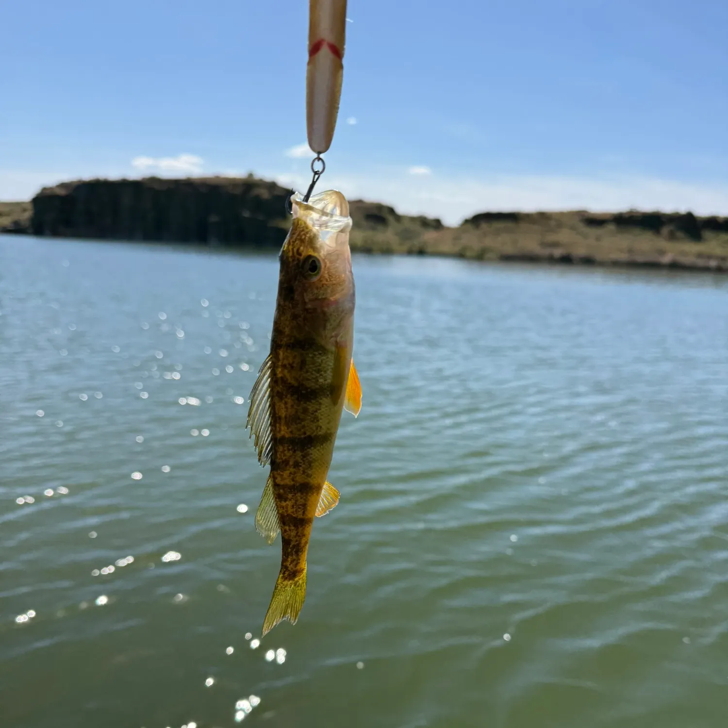 The most recent Common logperch catches on Fishbrain