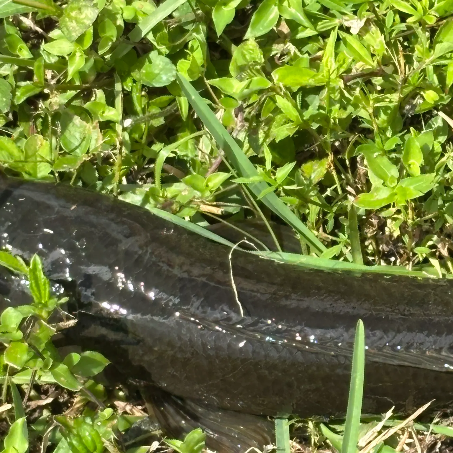 The most recent Bullseye snakehead catches on Fishbrain