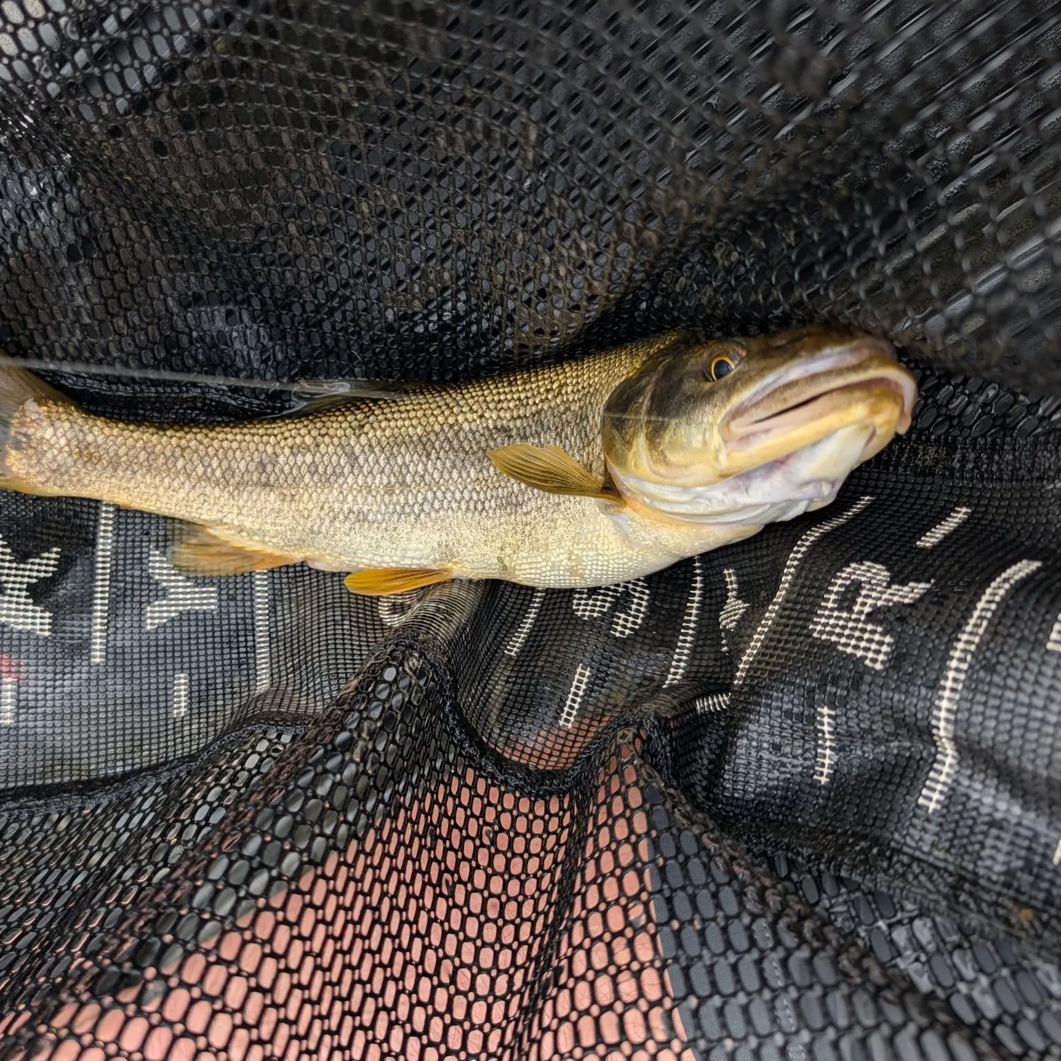 Northern pikeminnow caught on Fishbrain