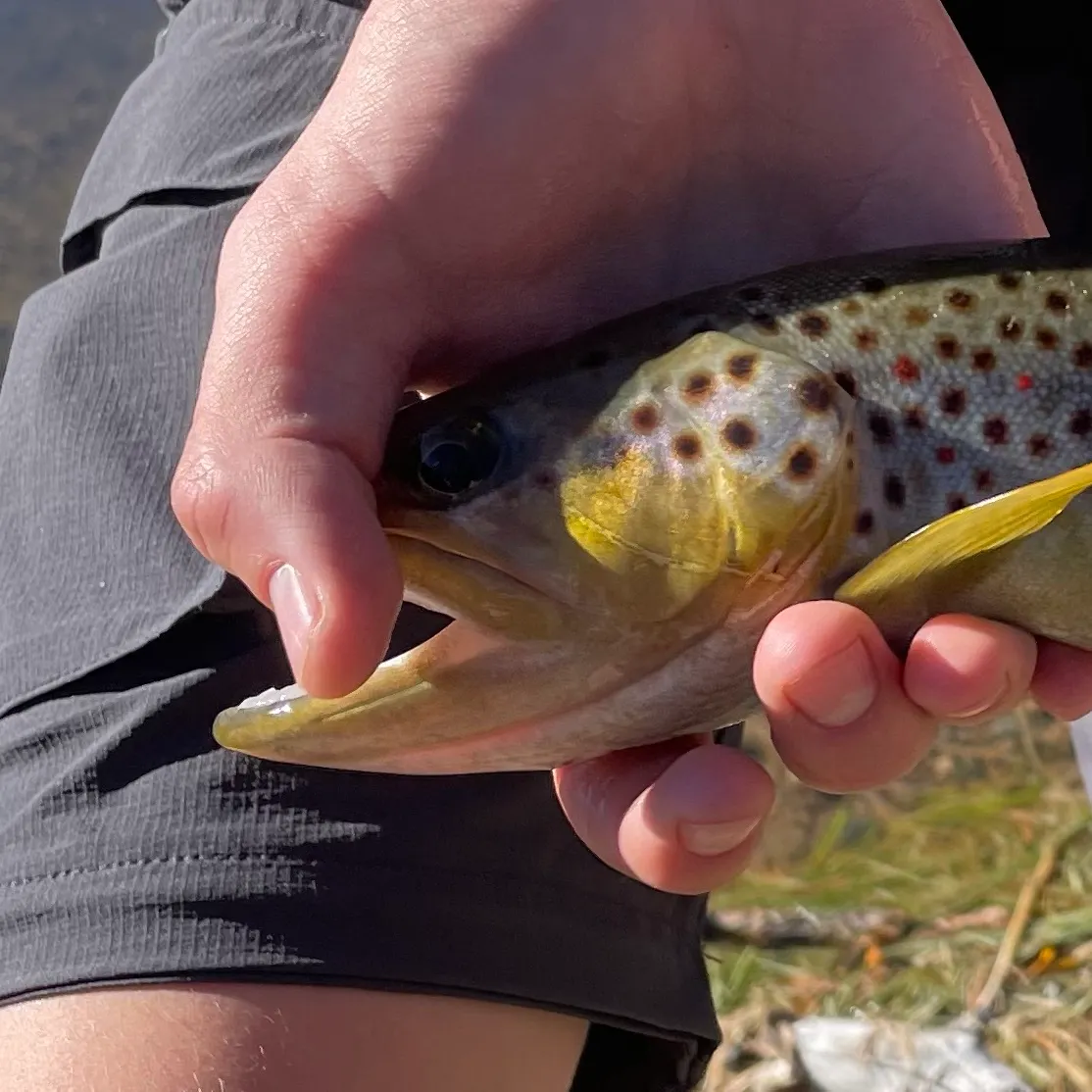 Brown trout caught on Fishbrain