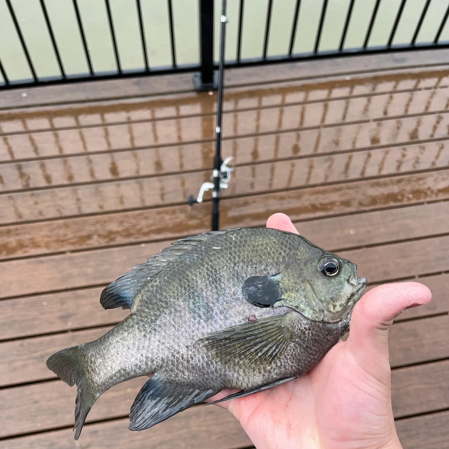 Bluegill caught on Fishbrain