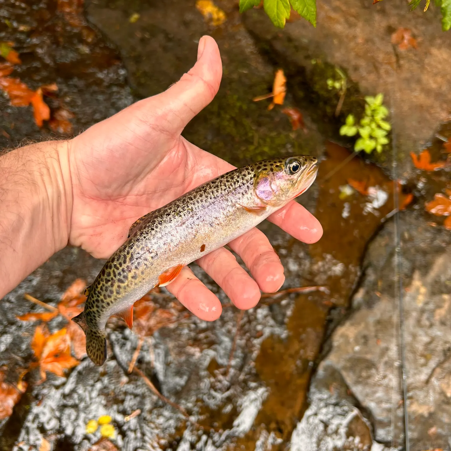 The most recent Coastal cutthroat trout catches on Fishbrain