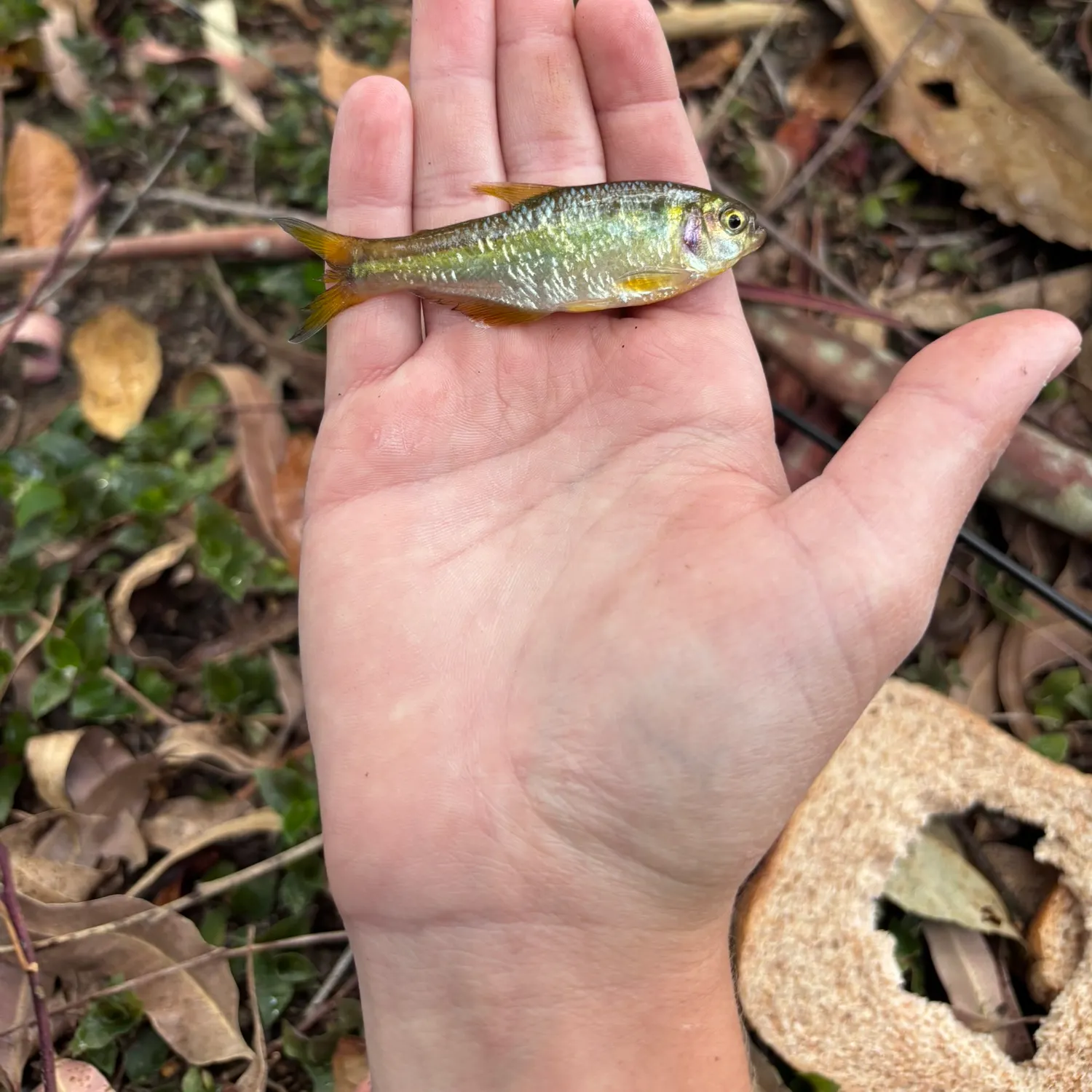 The most recent Antioquia tetra catches on Fishbrain