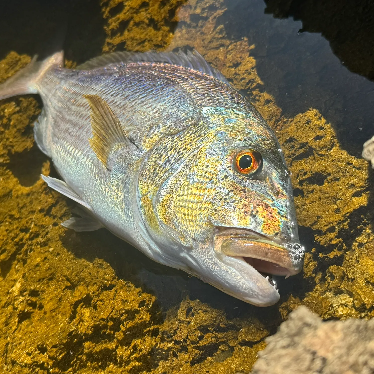 The most recent Common dentex catches on Fishbrain