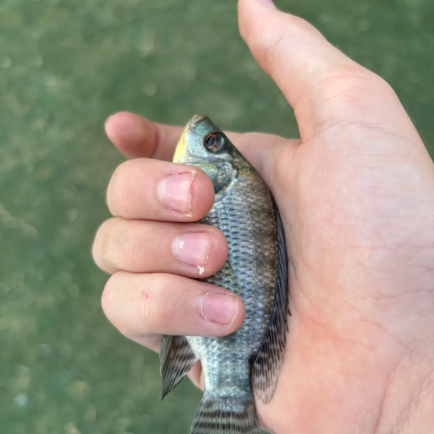 Blue tilapia caught on Fishbrain