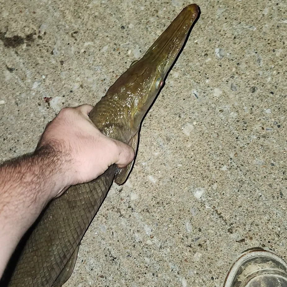 The most recent Shortnose gar catches on Fishbrain