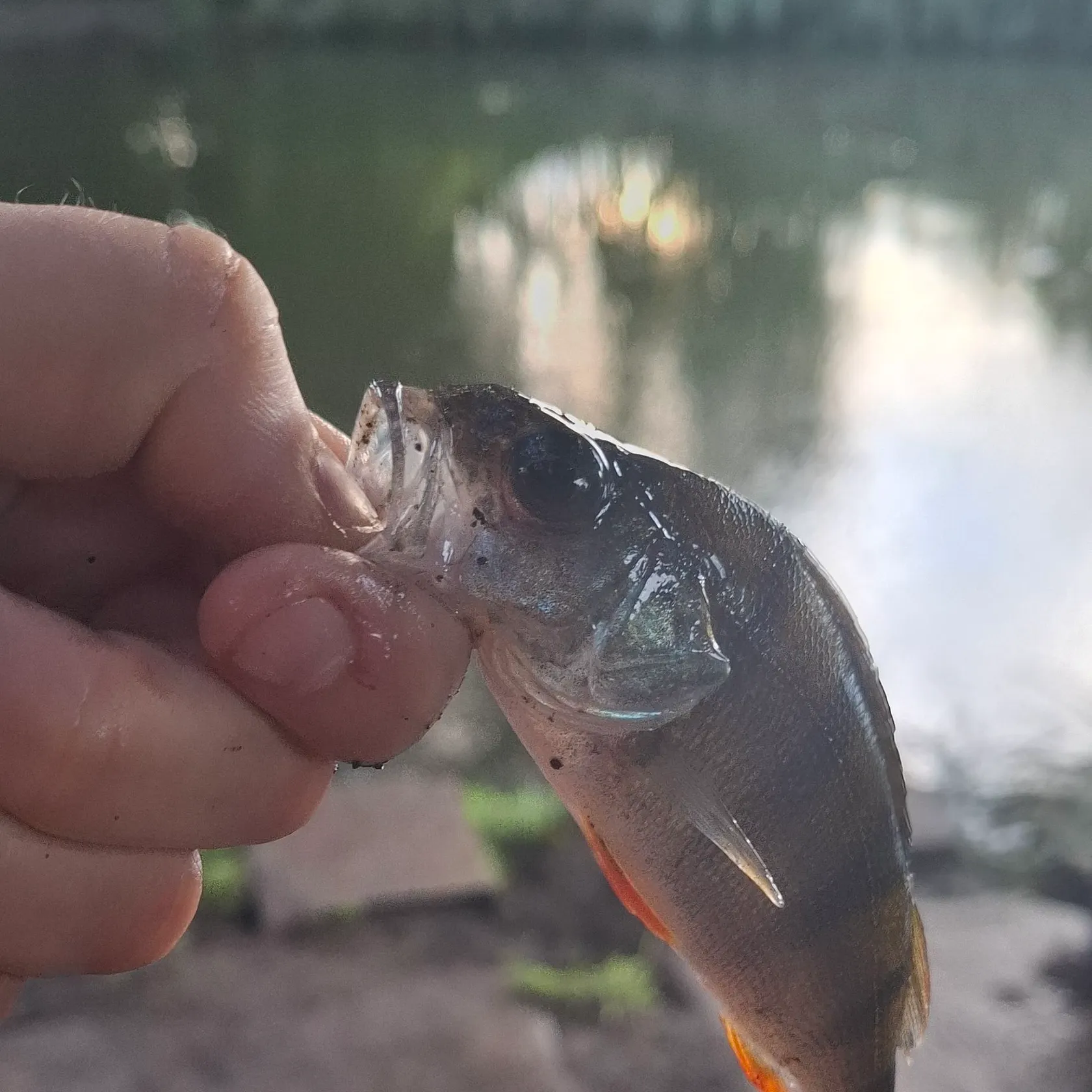 European perch caught on Fishbrain