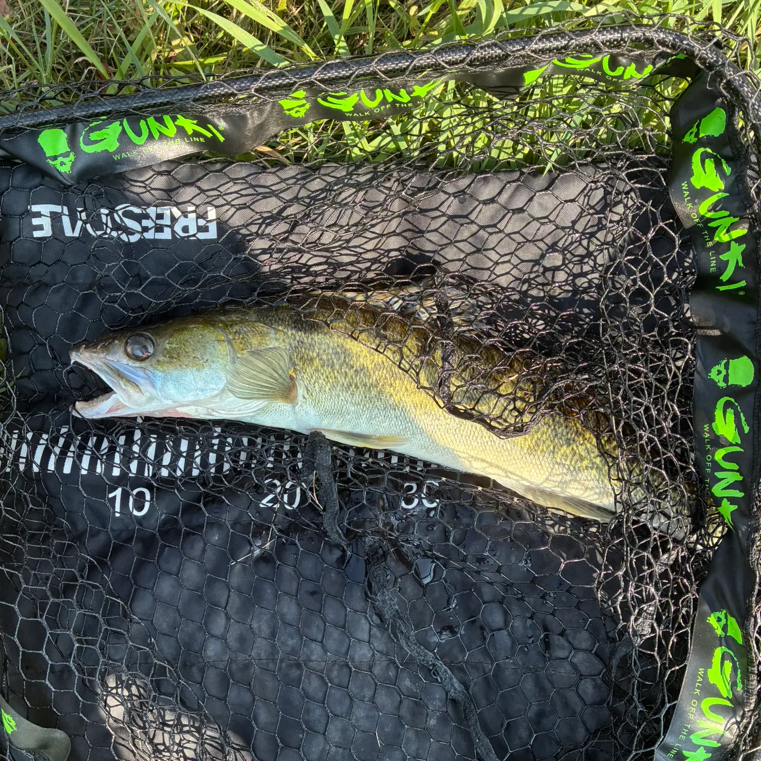 Zander caught on Fishbrain