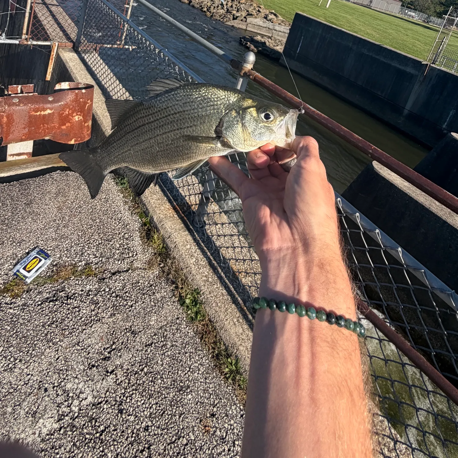 White bass caught on Fishbrain