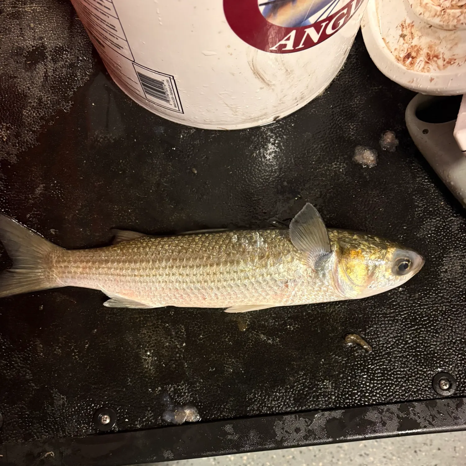 The most recent Striped mullet catches on Fishbrain