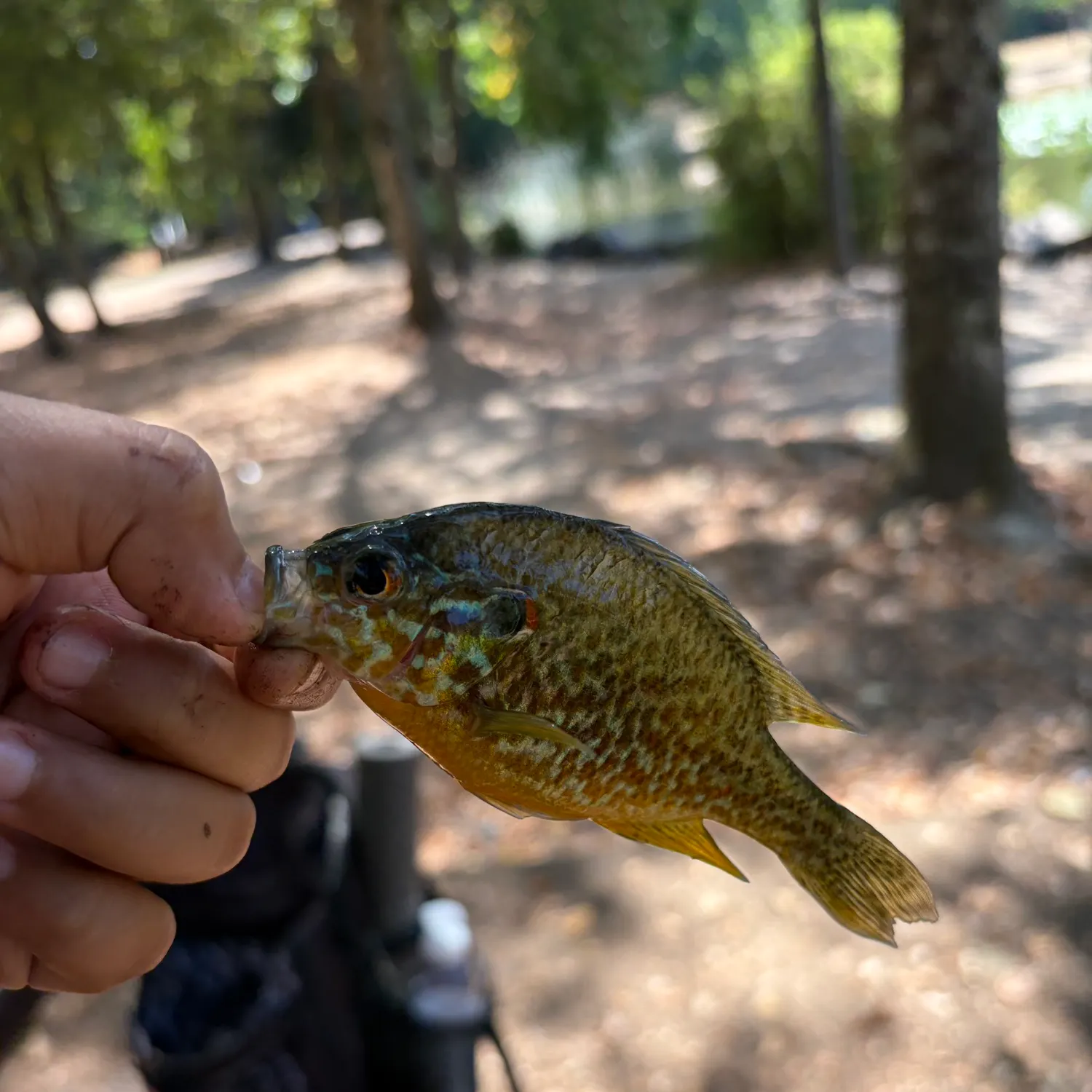 Pumpkinseed caught on Fishbrain