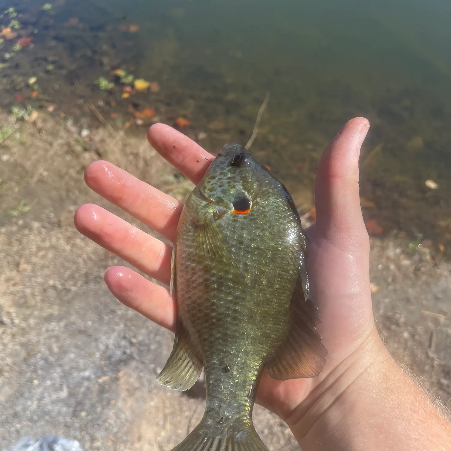 Redear sunfish caught on Fishbrain