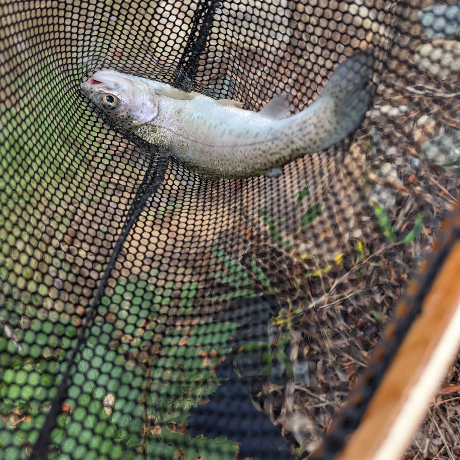 Rainbow trout caught on Fishbrain