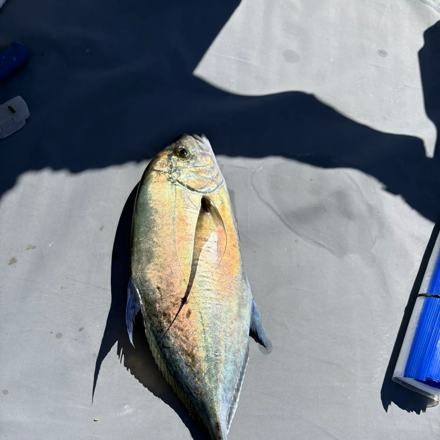 The most recent Bluefin trevally catches on Fishbrain