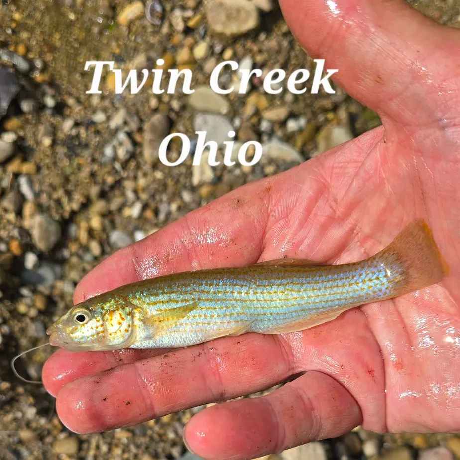 The most recent Southern studfish catches on Fishbrain