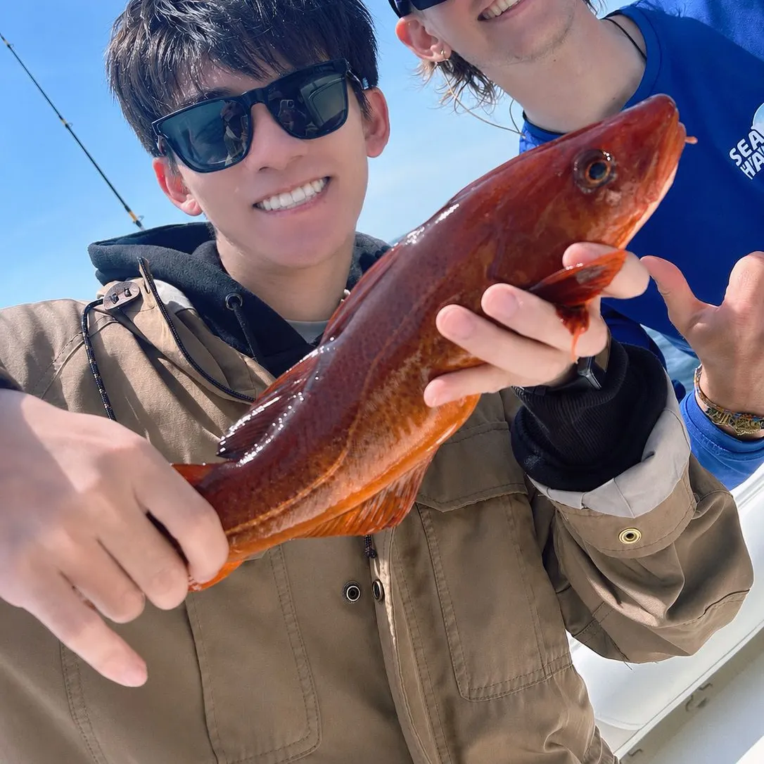 Atlantic cod caught on Fishbrain