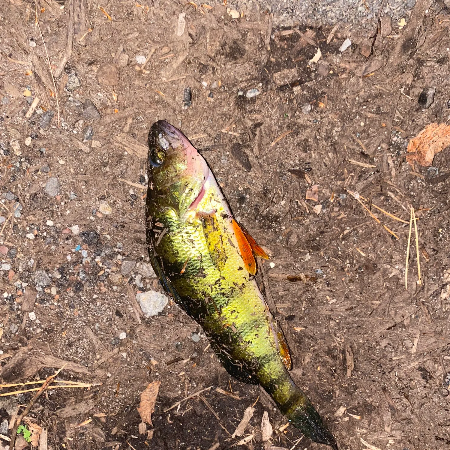 Yellow perch caught on Fishbrain