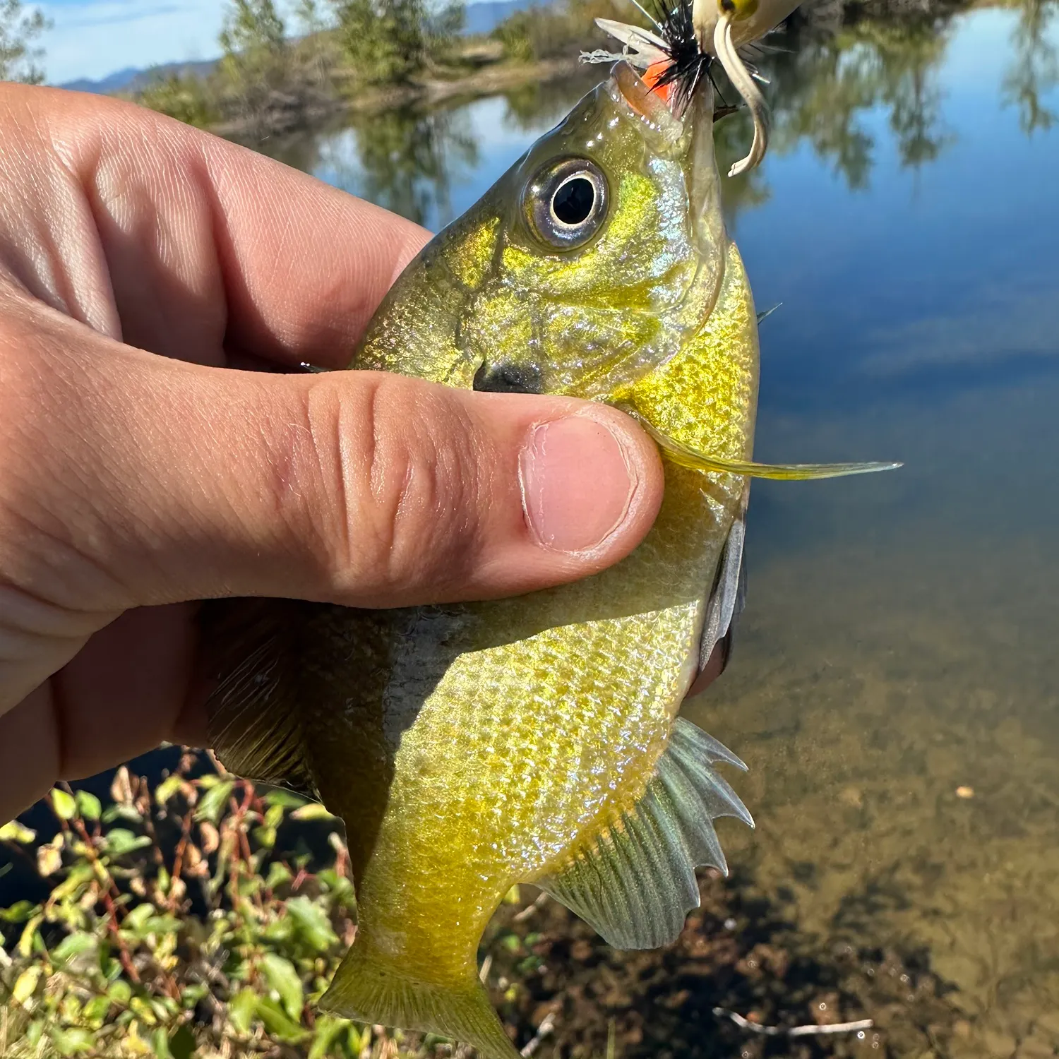 Bluegill caught on Fishbrain