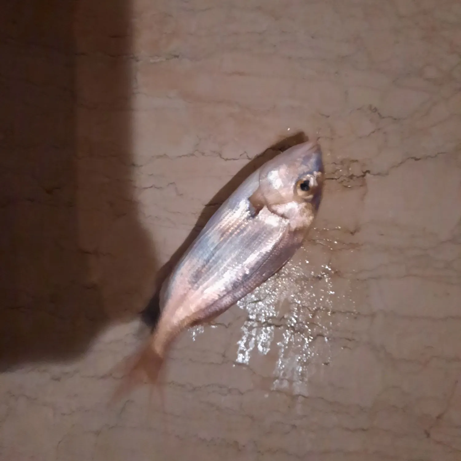 The most recent Common pandora catches on Fishbrain