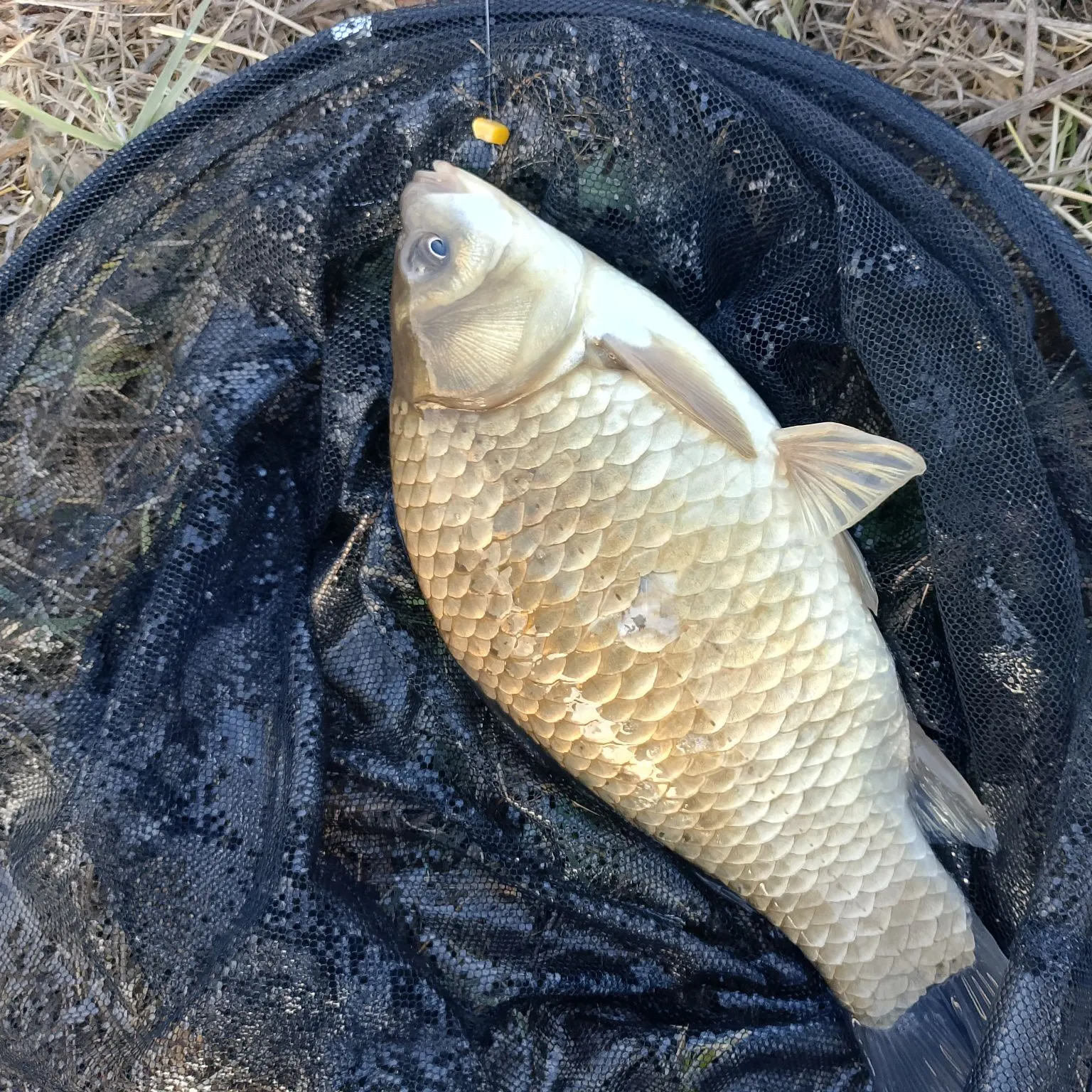Crucian carp caught on Fishbrain