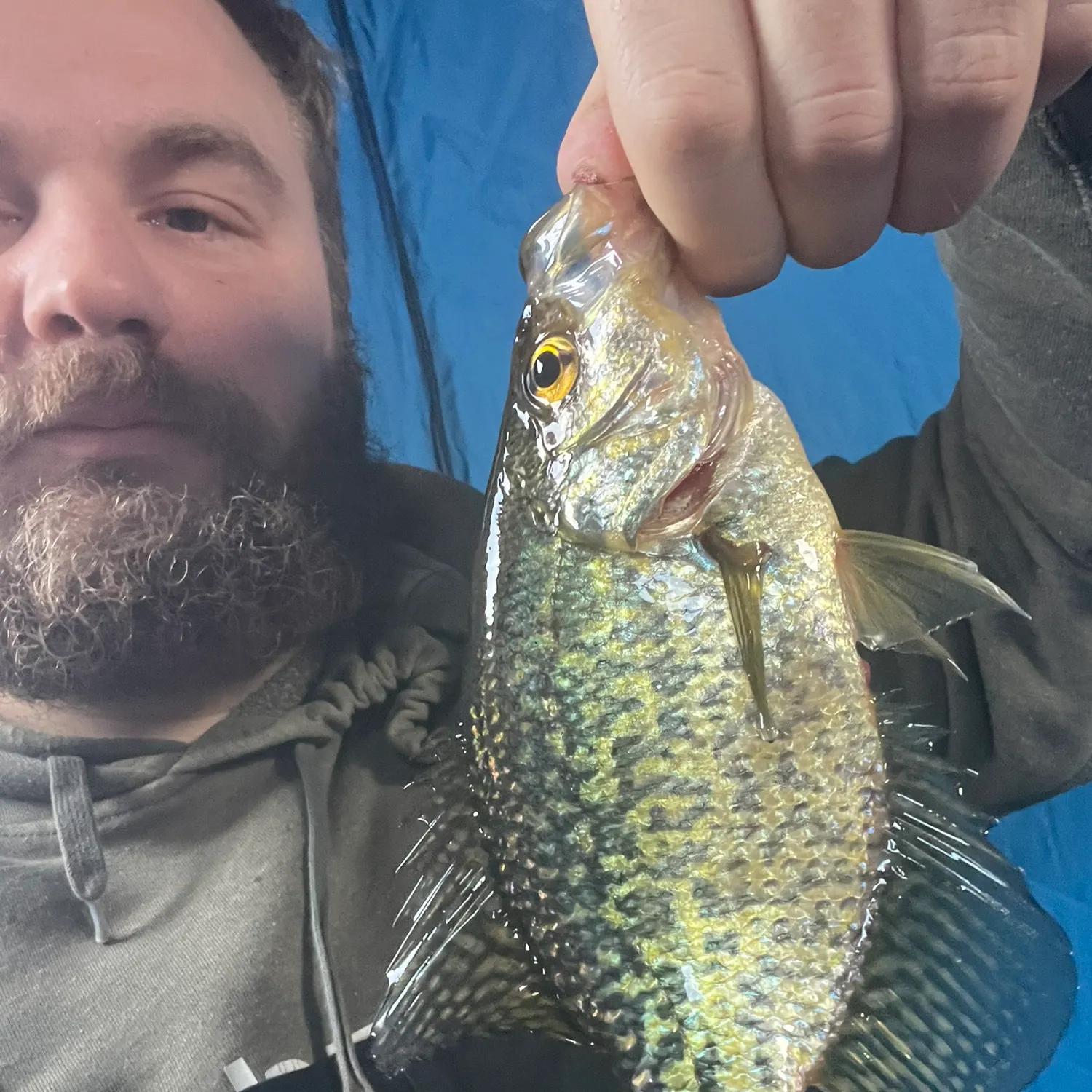 The most recent Black crappie catches on Fishbrain