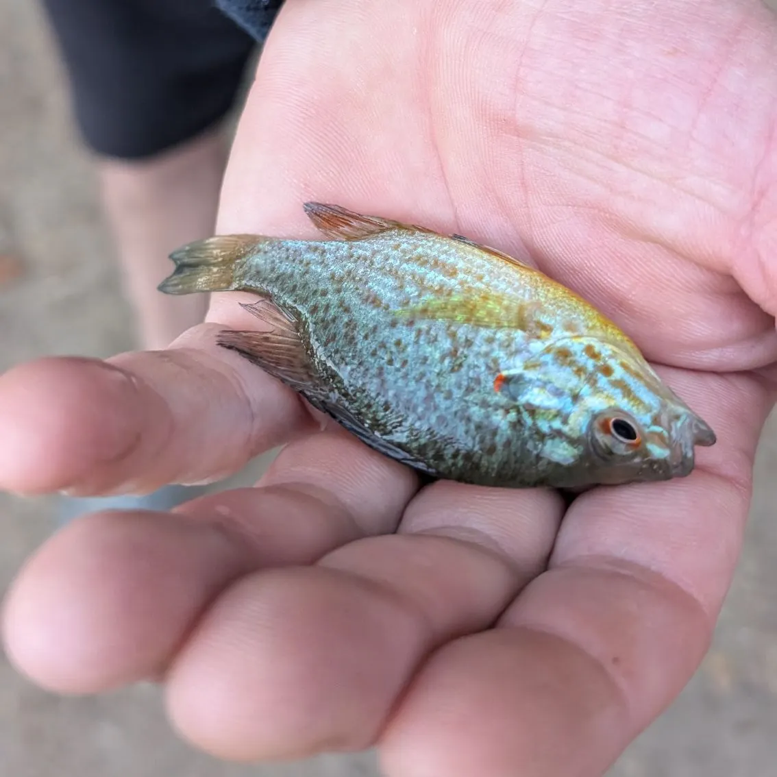 Pumpkinseed caught on Fishbrain