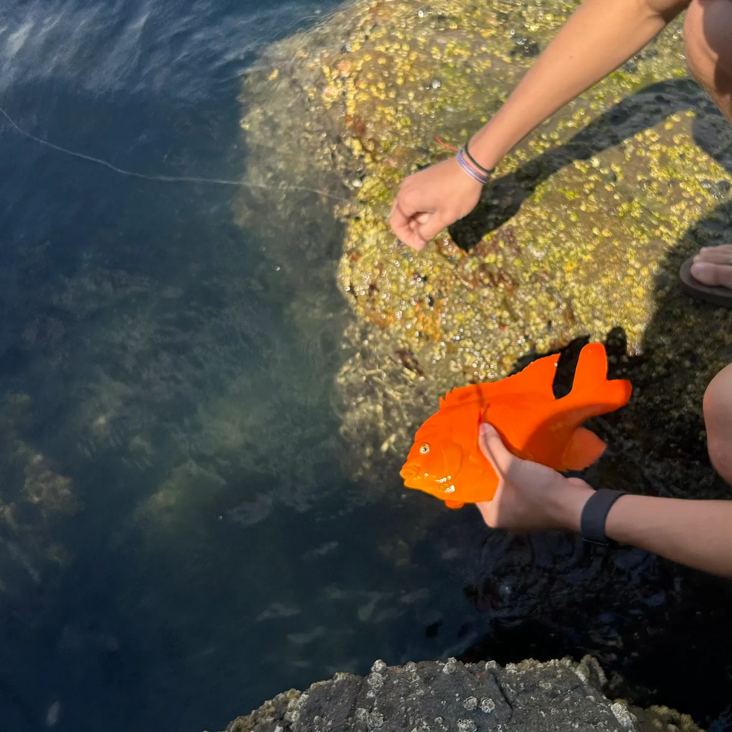 The most recent Garibaldi damselfish catches on Fishbrain