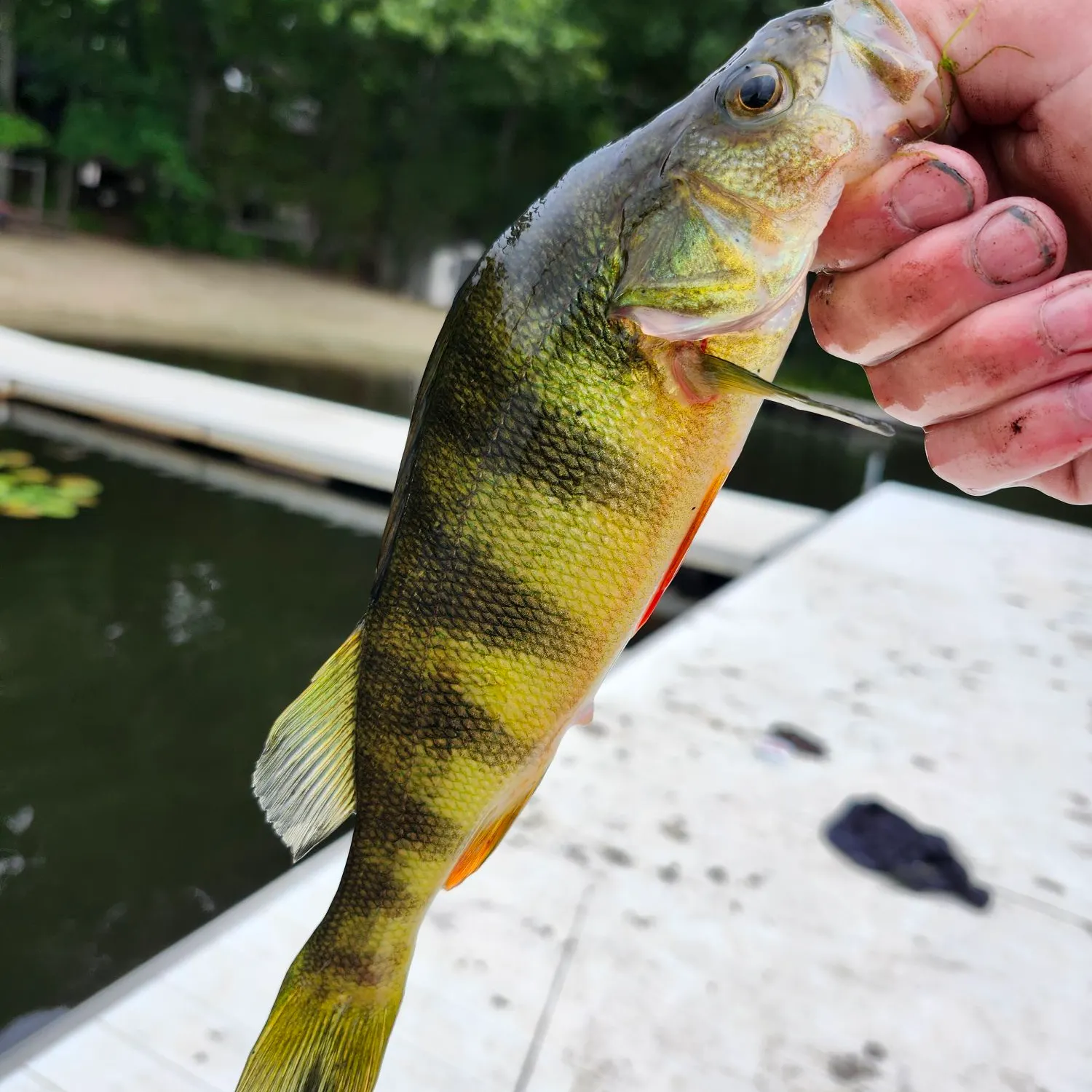 Yellow perch caught on Fishbrain