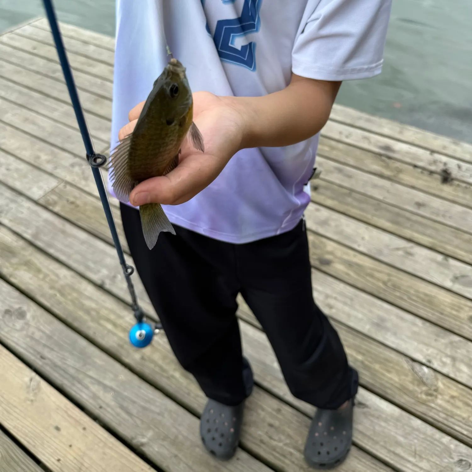 Bluegill caught on Fishbrain