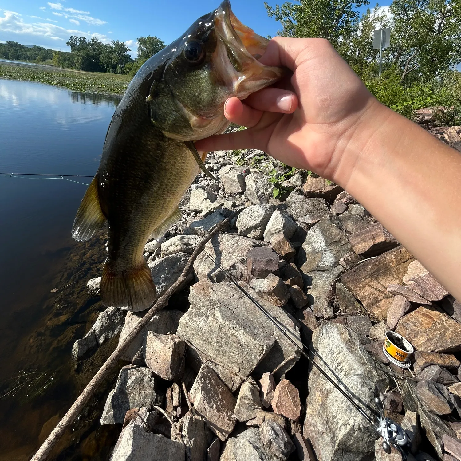 Largemouth bass caught on Fishbrain