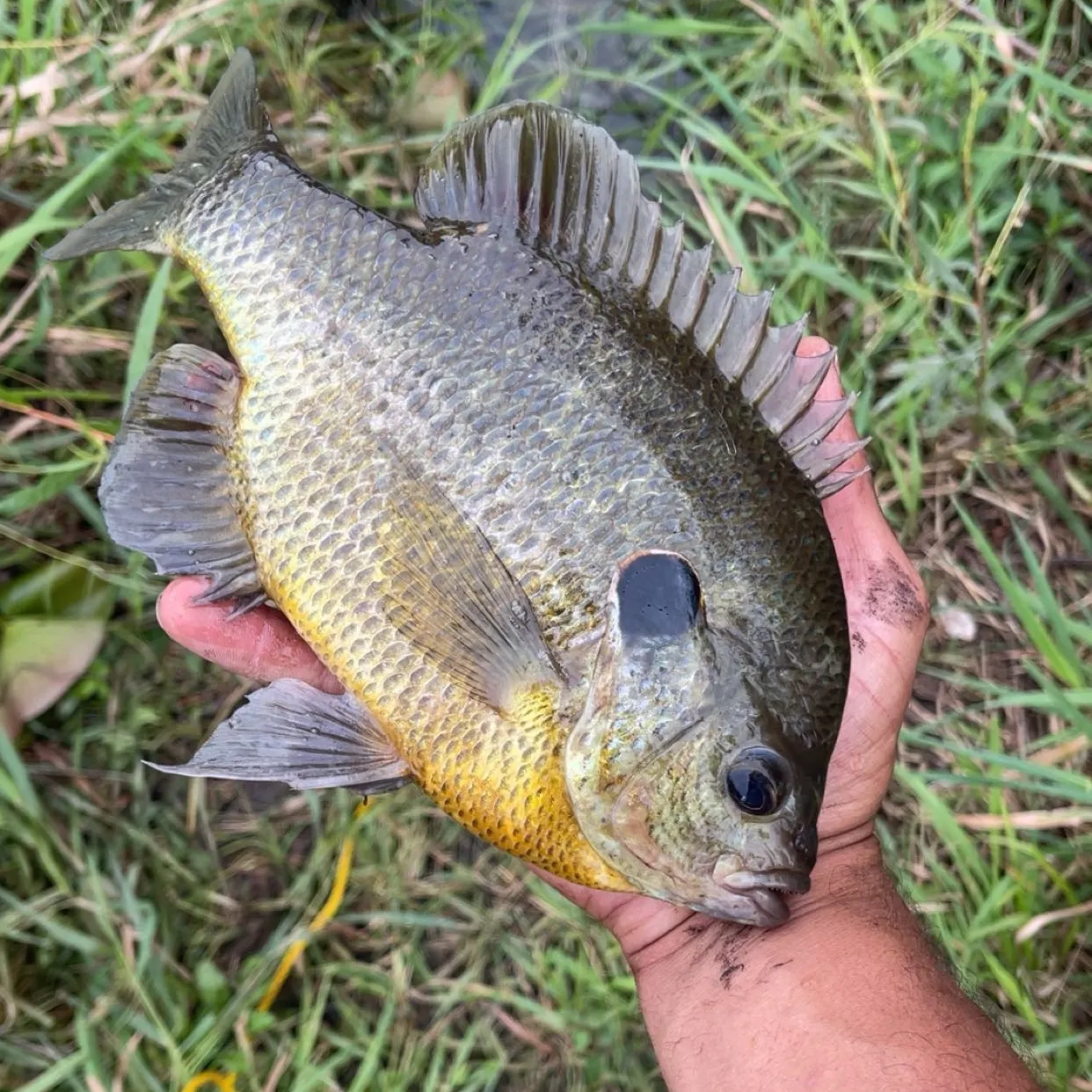 Redear sunfish caught on Fishbrain